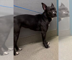 Mutt Dogs for adoption in Las Vegas, NV, USA