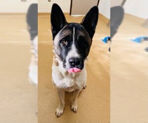 Akita Dogs for adoption in Derwood, MD, USA