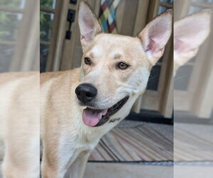 Carolina Dog-Unknown Mix Dogs for adoption in Raleigh, NC, USA