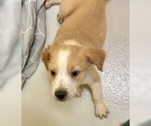 Labrador Retriever-Unknown Mix Dogs for adoption in Pampa, TX, USA
