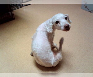 Medium Photo #1 Poodle (Miniature) Puppy For Sale in Martinez, CA, USA