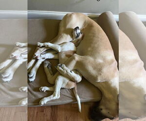 American Pit Bull Terrier-Treeing Walker Coonhound Mix Dogs for adoption in Spotsylvania, VA, USA