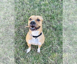 Mutt Dogs for adoption in Glen Allen, VA, USA