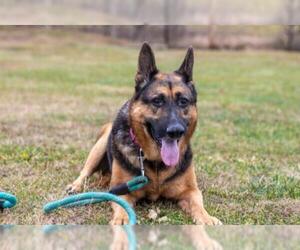 German Shepherd Dog Dogs for adoption in Westover, WV, USA