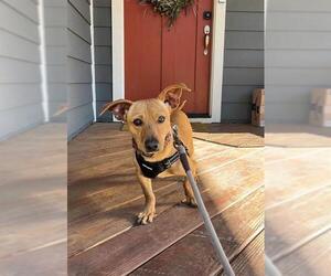 Chihuahua Dogs for adoption in Charlotte, NC, USA