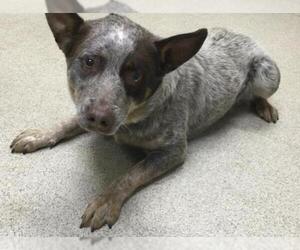 Texas Heeler Dogs for adoption in Riverside, CA, USA