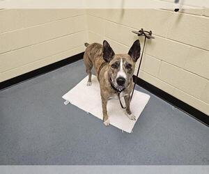 American Pit Bull Terrier-Bull Terrier Mix Dogs for adoption in Denver, CO, USA