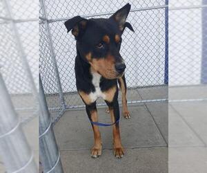 Rottweiler Dogs for adoption in Bakersfield, CA, USA