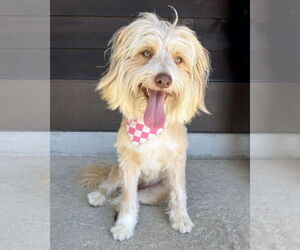 Goldendoodle (Miniature) Dogs for adoption in Corona, CA, USA