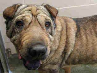 Chinese Shar-Pei Dogs for adoption in Santa Fe, NM, USA