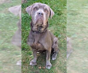 Mutt Dogs for adoption in Akron, OH, USA