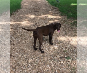 Lab-Pointer Dogs for adoption in Harrison, AR, USA