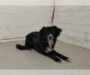 Chihuahua Dogs for adoption in San Bernardino, CA, USA