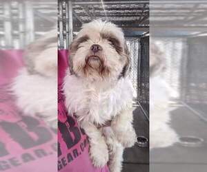 Shih Tzu-Unknown Mix Dogs for adoption in Sparta, IL, USA