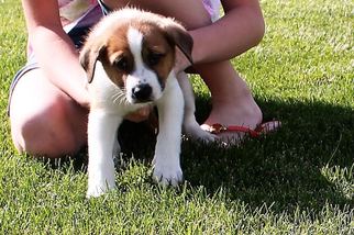Boxador Dogs for adoption in Northville, MI, USA