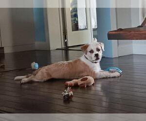 Border Terrier-Shih Tzu Mix Dogs for adoption in Plantation, FL, USA