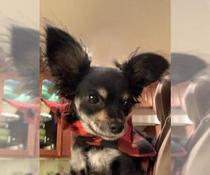 Chion Dogs for adoption in Santa Clarita, CA, USA