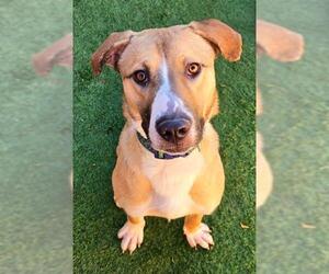 German Shepherd Dog-Unknown Mix Dogs for adoption in Sacramento, CA, USA