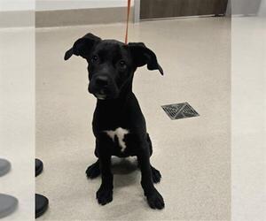 American Pit Bull Terrier-Unknown Mix Dogs for adoption in Baytown, TX, USA