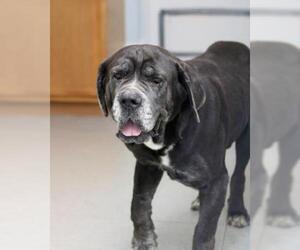 Mastiff Dogs for adoption in Parma, OH, USA