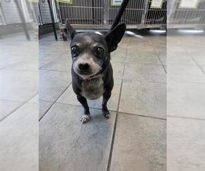 Chihuahua-Unknown Mix Dogs for adoption in San Antonio, TX, USA