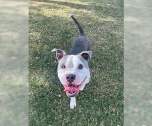 Mutt Dogs for adoption in Texas City, TX, USA