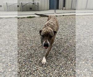 American Pit Bull Terrier-Unknown Mix Dogs for adoption in Palmetto, FL, USA