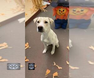 Shepradors Dogs for adoption in HESPERIA, CA, USA