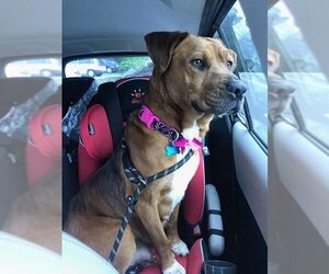 Labrottie Dogs for adoption in Chester, VA, USA