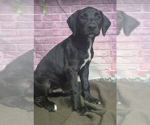 Great Dane-Labrador Retriever Mix Dogs for adoption in Lakewood, CO, USA