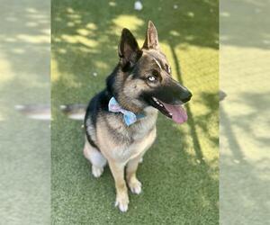 German Shepherd Dog-Unknown Mix Dogs for adoption in Newton, NC, USA