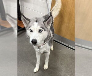 Siberian Husky Dogs for adoption in Forestville, MD, USA