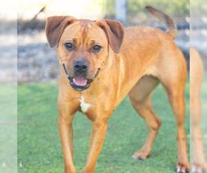 Boxer-Unknown Mix Dogs for adoption in Camarillo, CA, USA