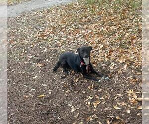 Mutt Dogs for adoption in San Antonio, TX, USA