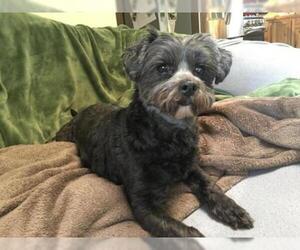 ShihPoo Dogs for adoption in Anchorage, AK, USA