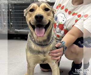Retriever -Unknown Mix Dogs for adoption in Washington, DC, USA