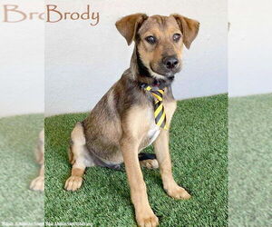 Shepradors Dogs for adoption in San Diego, CA, USA