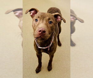 American Pit Bull Terrier Dogs for adoption in Derwood, MD, USA