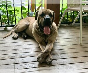 Presa Canario Dogs for adoption in Oak Bluffs, MA, USA