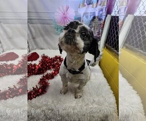 Shih Tzu-Unknown Mix Dogs for adoption in Metairie, LA, USA