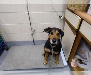 Mutt Dogs for adoption in Beckley, WV, USA