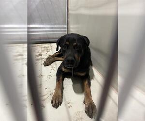 Rottweiler-Unknown Mix Dogs for adoption in Bakersfield, CA, USA