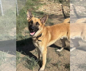 Medium Photo #2 German Shepherd Dog-Unknown Mix Puppy For Sale in Waldron, AR, USA