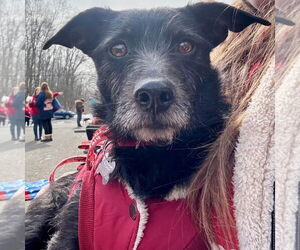 Mutt Dogs for adoption in Canton, CT, USA