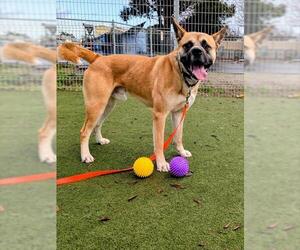 German Shepherd Dog-Unknown Mix Dogs for adoption in Martinez, CA, USA