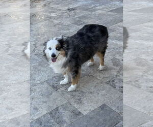 Australian Shepherd Dogs for adoption in Dallas, TX, USA