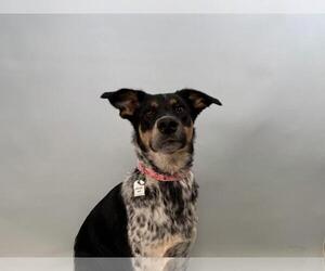 Mutt Dogs for adoption in Fort Collins, CO, USA