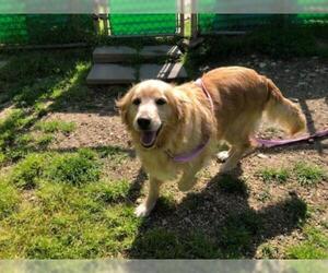 Golden Retriever Dogs for adoption in Alexandria, VA, USA