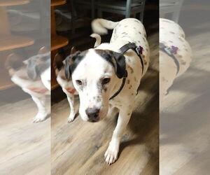 Pointer-Unknown Mix Dogs for adoption in Minneapolis, MN, USA