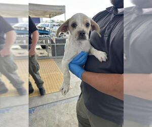 Mutt Dogs for adoption in Bakersfield, CA, USA